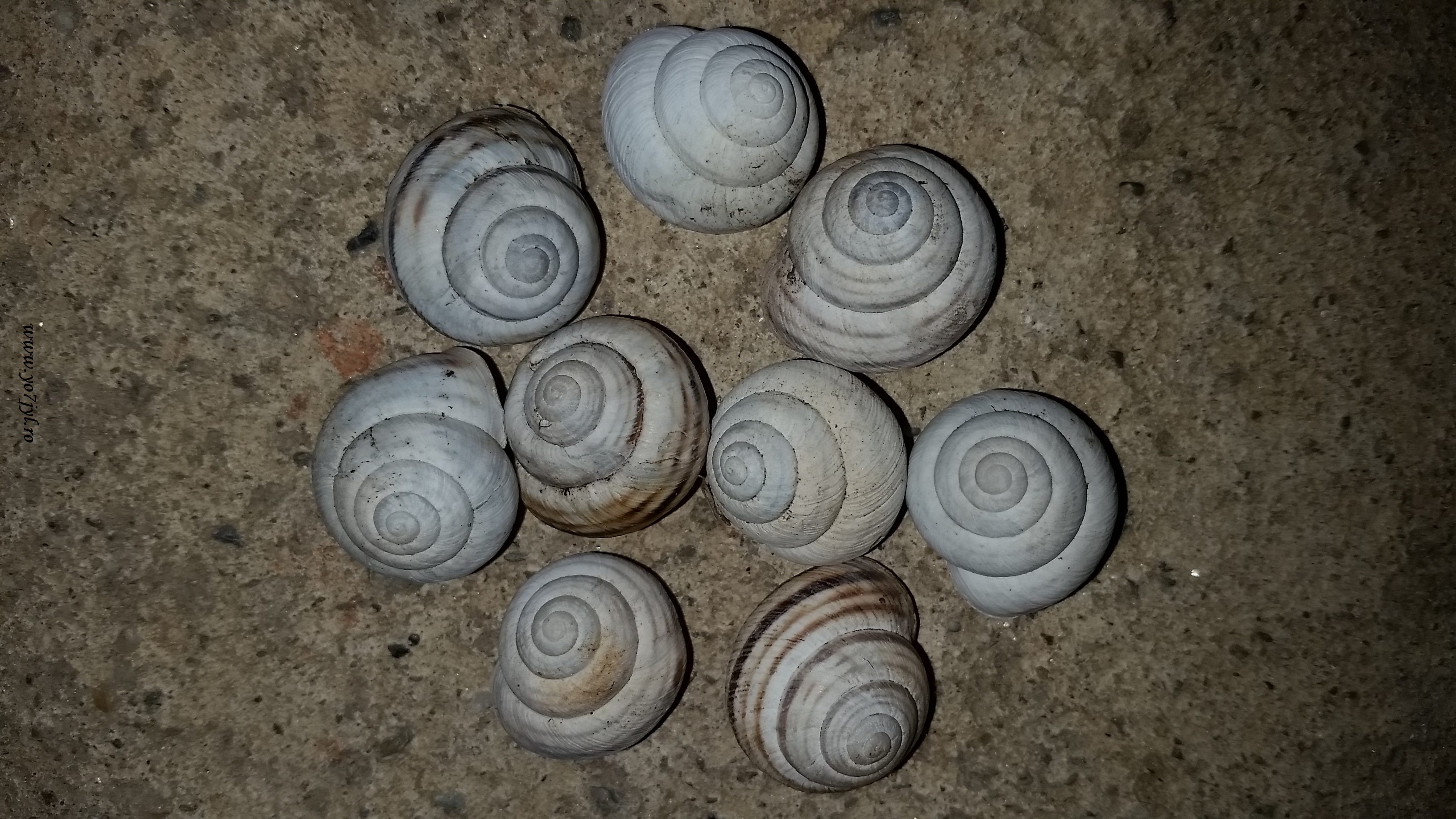 Inca o fila din iarna ce-a ramas