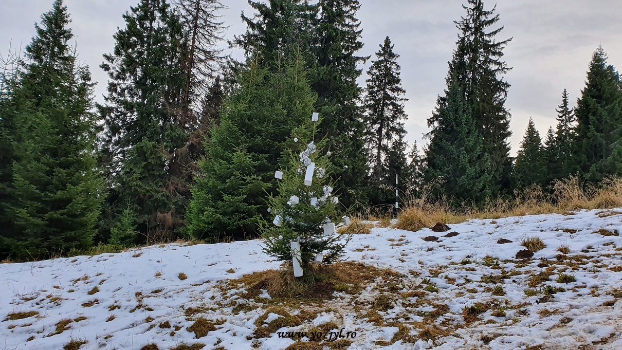 În prag de Crăciun la Cabana Piatra Mare