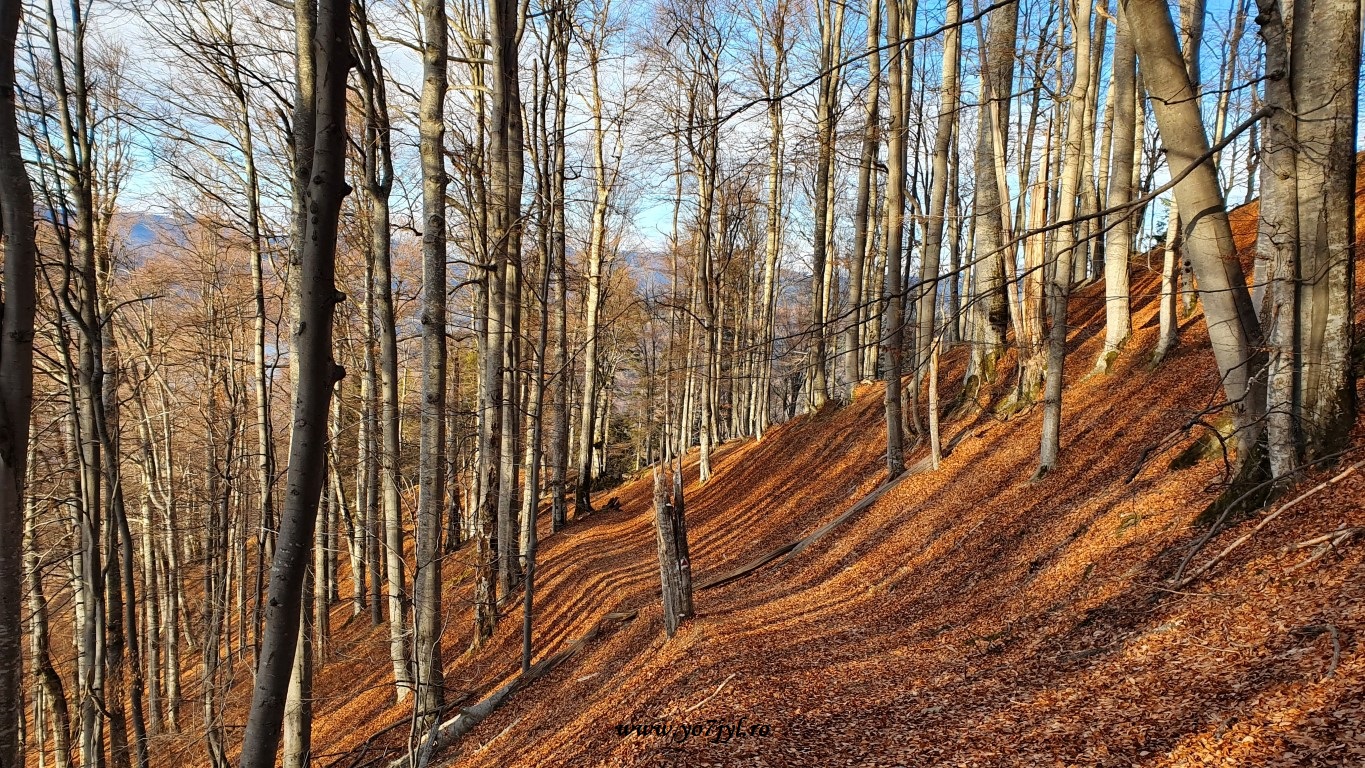 În căutarea zăpezii de ianuarie