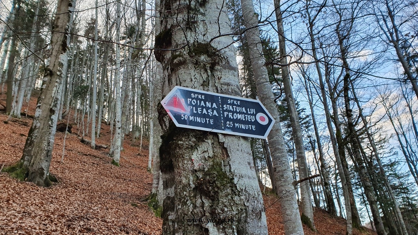 În căutarea zăpezii de ianuarie