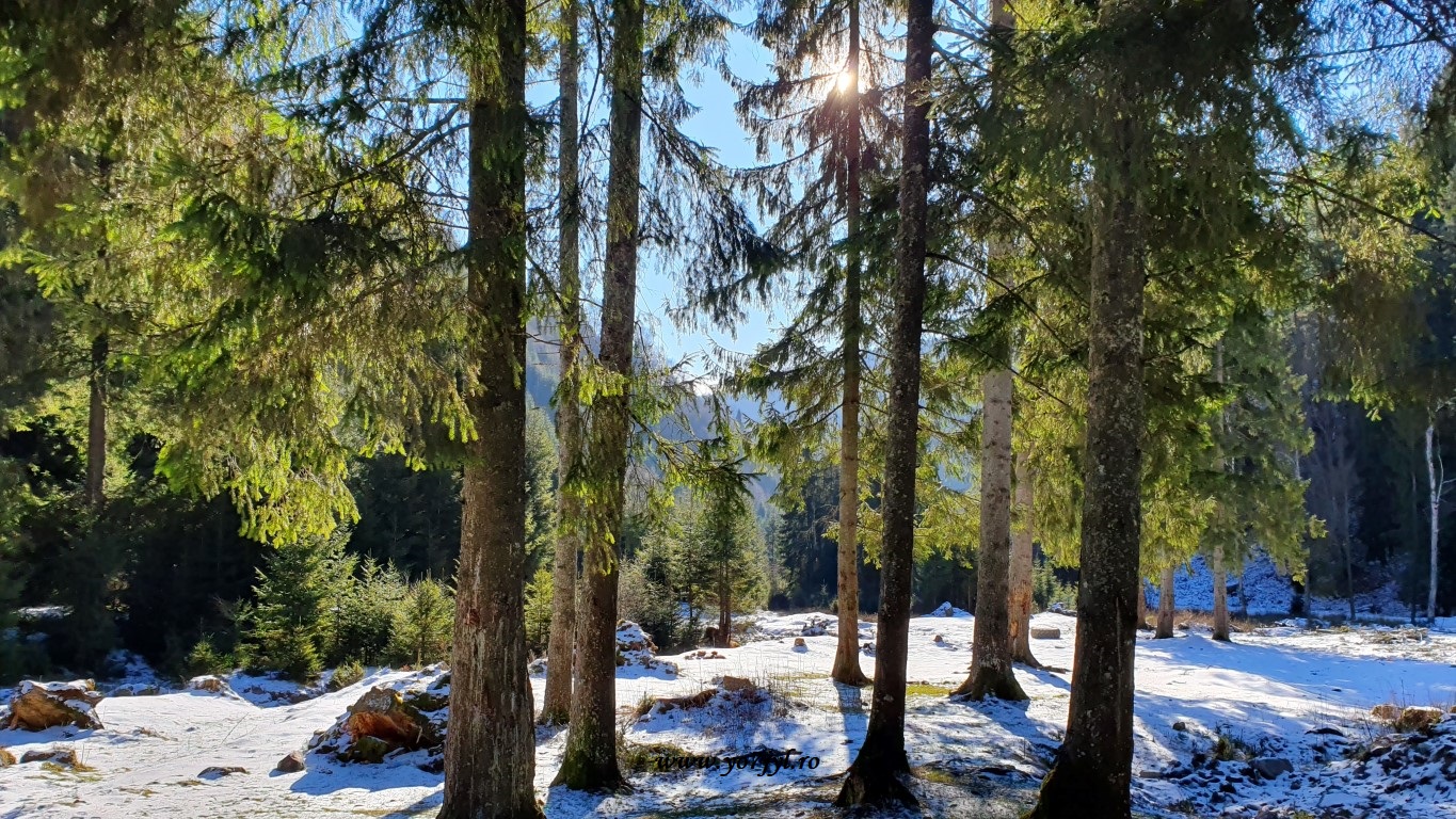 În căutarea zăpezii de ianuarie