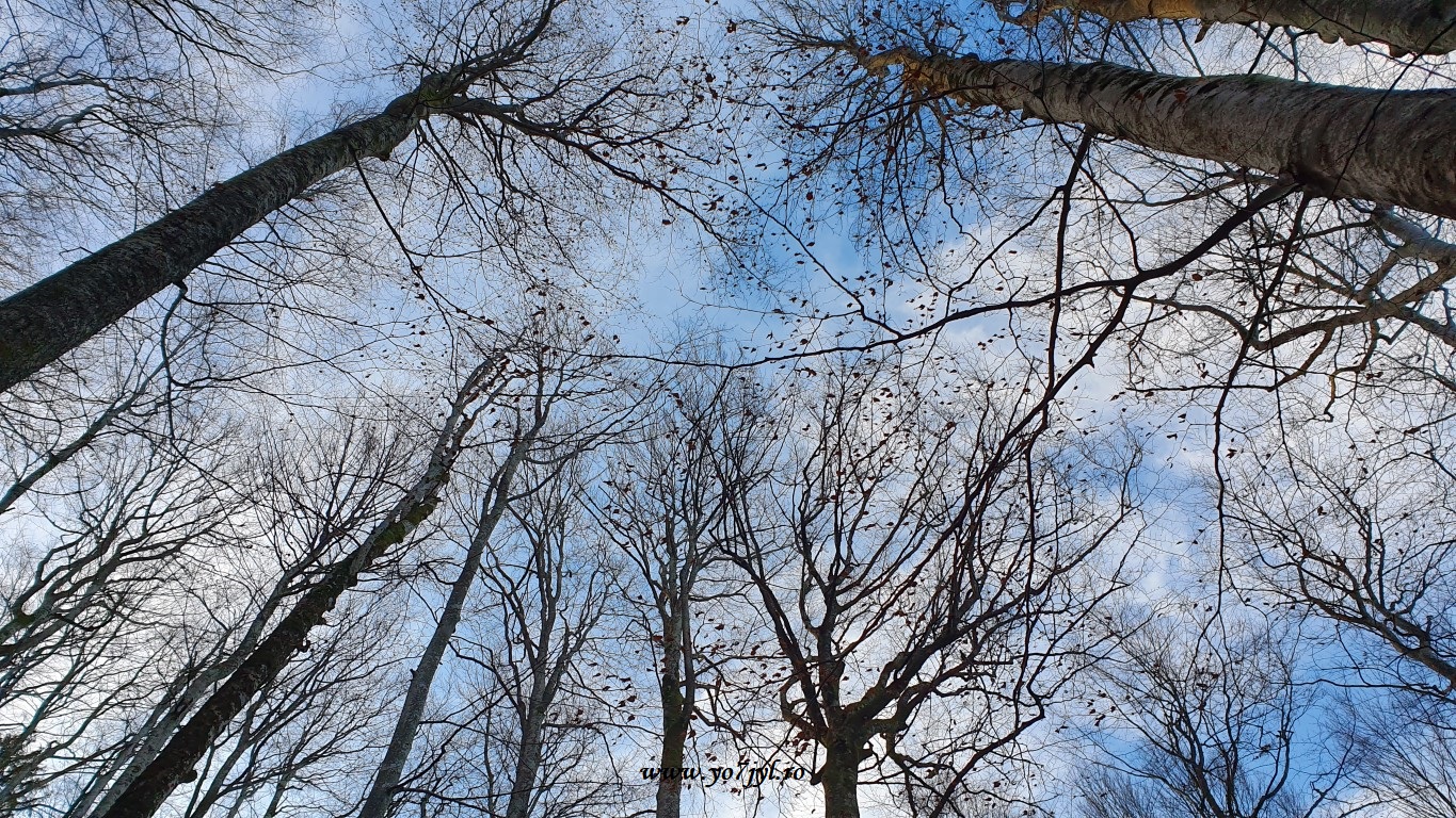 În căutarea zăpezii de ianuarie