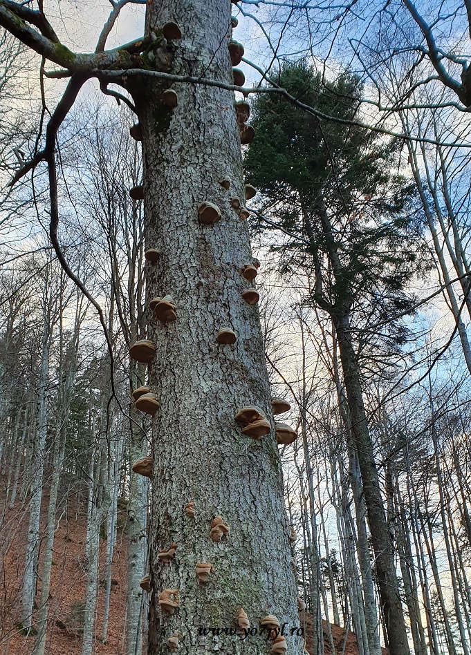 În căutarea zăpezii de ianuarie