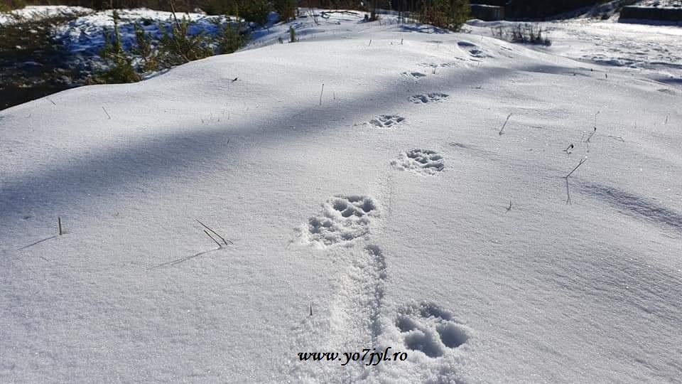 În căutarea zăpezii de ianuarie